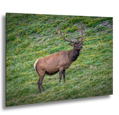 Bull Elk in Alpine Wildflowers Rocky Mountain National Park Colorado Photo Print, Wildlife Nature Wall Art Home Decor Aluminum/Metal/Canvas