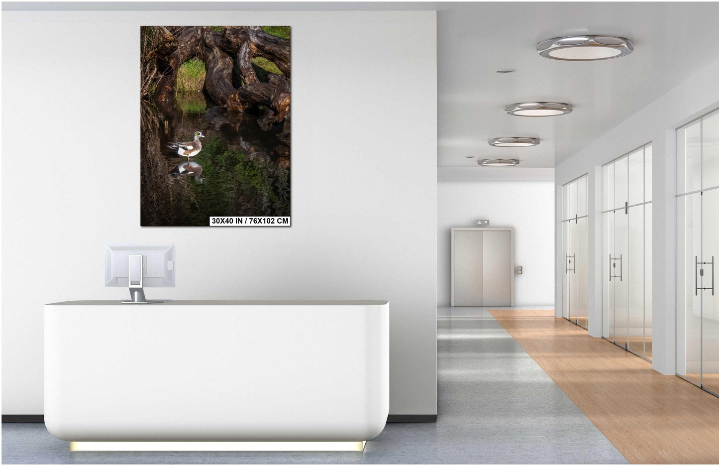 American Wigeon Duck Photo Print: Seattle Pond Wildlife Art