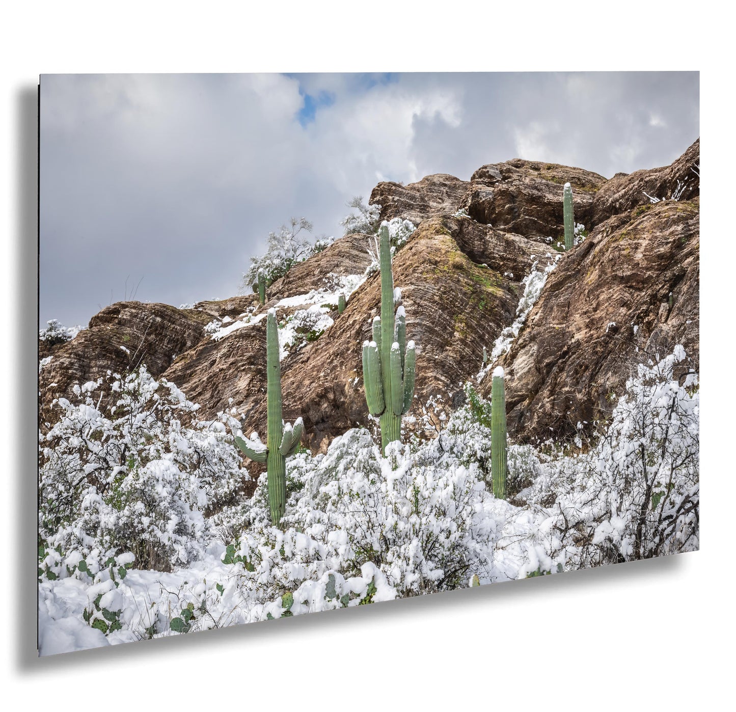 Winter’s Trio: Saguaros in Snow National Park Winter in Tucson Arizona Print Wall Art Photography Aluminum/Acrylic/Metal/Canvas