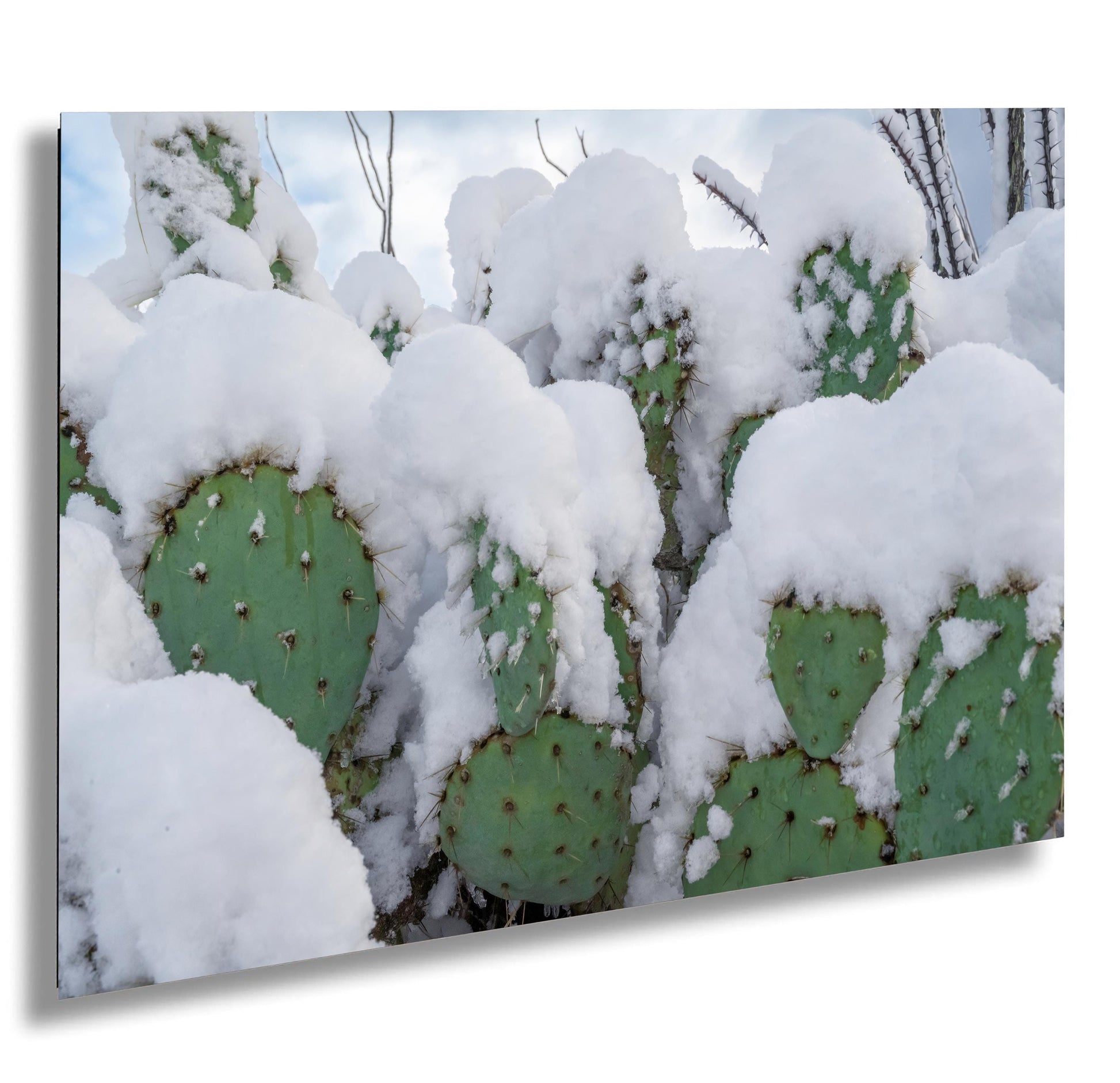 Snow-covered prickly pear cactus in Arizona desert, showcasing a rare and stunning winter scene.