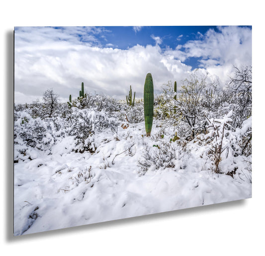 Winter’s Charm in the Desert: Saguaro National Park Print Wall Art Tucson Winter Snow Desert Photography Aluminum/Acrylic/Metal/Canvas