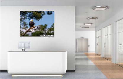 Bald Eagle Photography Print: Voyageurs National Park, Wildlife Art