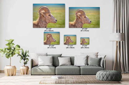 Bighorn Sheep Side Face Badlands National Park South Dakota Wildlife Photo Print, Nature Wall Art Decor, Animal Photography Home Decor