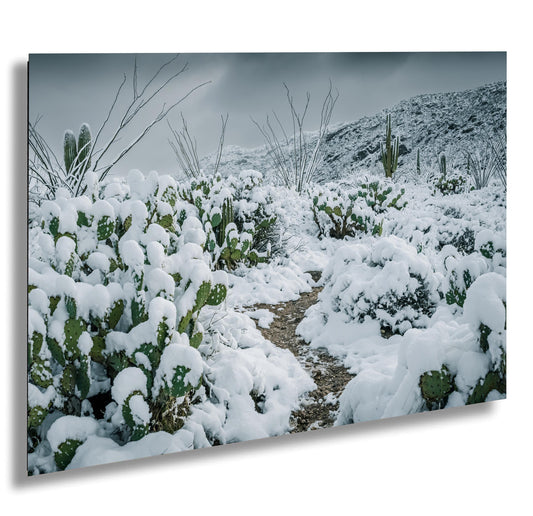 Hiking Trail Through The Snowy Cactus: Saguaro National Park Tucson Arizona Print Wall Art Photography Aluminum/Acrylic/Metal/Canvas