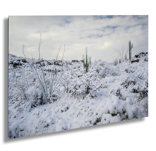 A Desert’s Frosted Moment: Saguaro National Park Print Wall Art Tucson Winter Snow Desert Photography Aluminum/Acrylic/Metal/Canvas