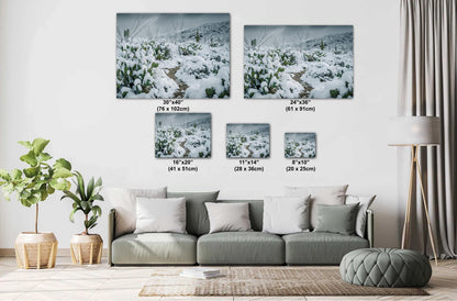 Hiking Trail Through The Snowy Cactus: Saguaro National Park Tucson Arizona Print Wall Art Photography Aluminum/Acrylic/Metal/Canvas