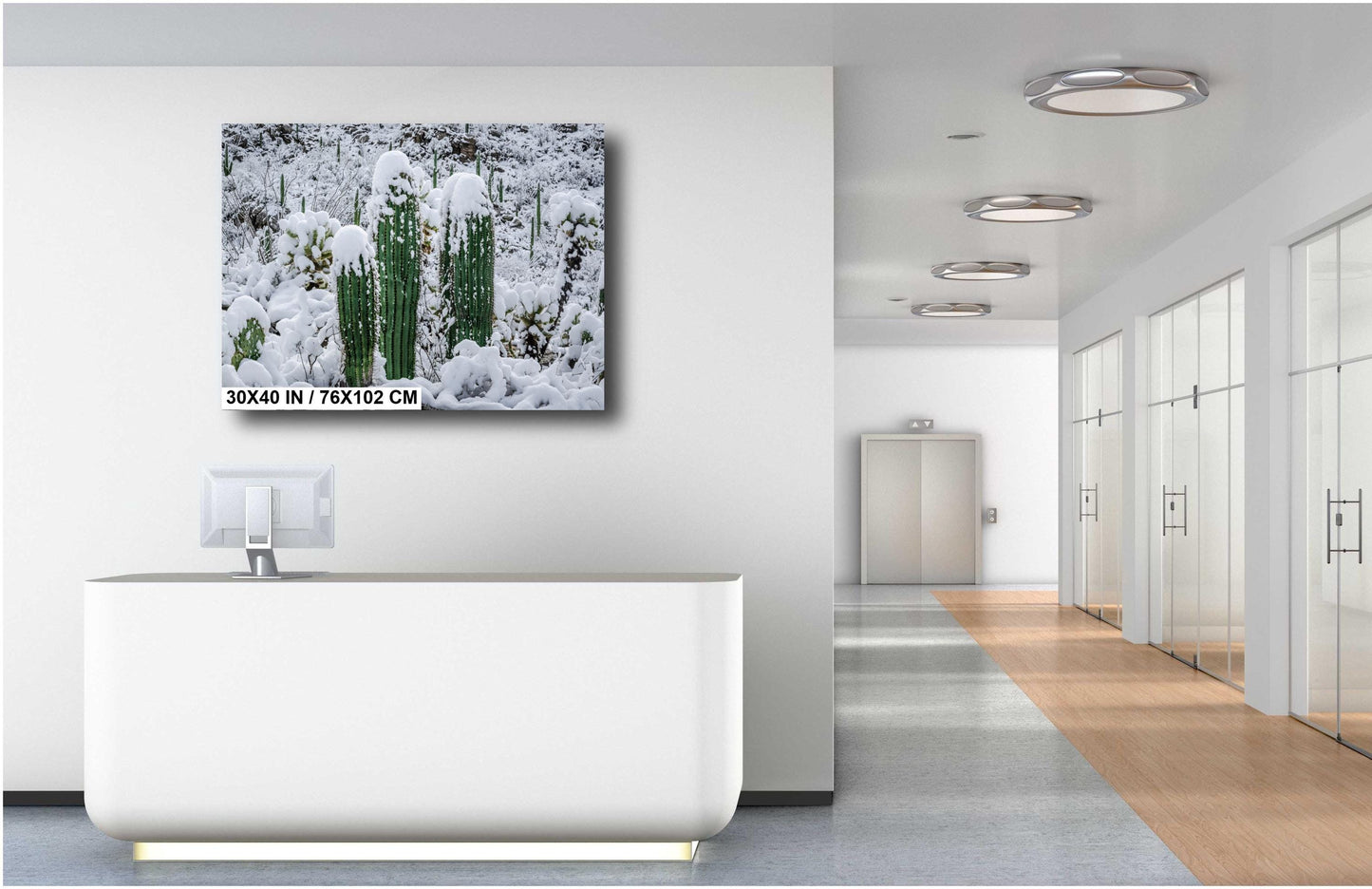 Proud Cactus Soldiers In The Snow : Snow-Capped Saguaros in Tucson Arizona Print Wall Art Photography Aluminum/Acrylic/Metal/Canvas