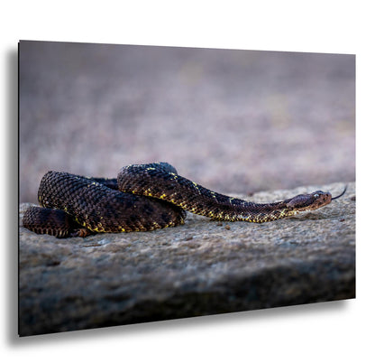 Black Rattlesnake Print - Arizona Desert Wildlife Art | Fine Canvas Wall Decor