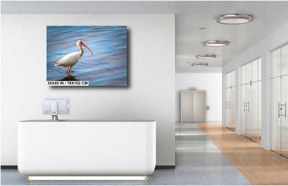 The Happy Ibis: American White Ibis Bird in Bradenton Florida Print Wall Art Bird Seascape Photography Aluminum/Acrylic/Metal/Canvas