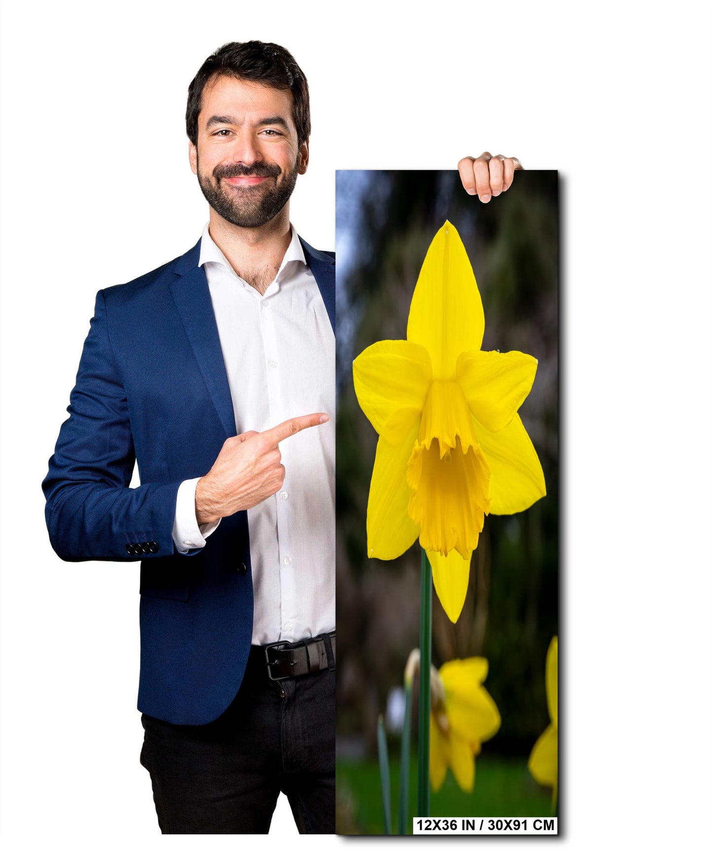 Seattle Washington Yellow Daffodil Spring Flower Bloom Wall Art Photography Print, Photo Botanical Nature Decor Aluminum/Metal/Canvas