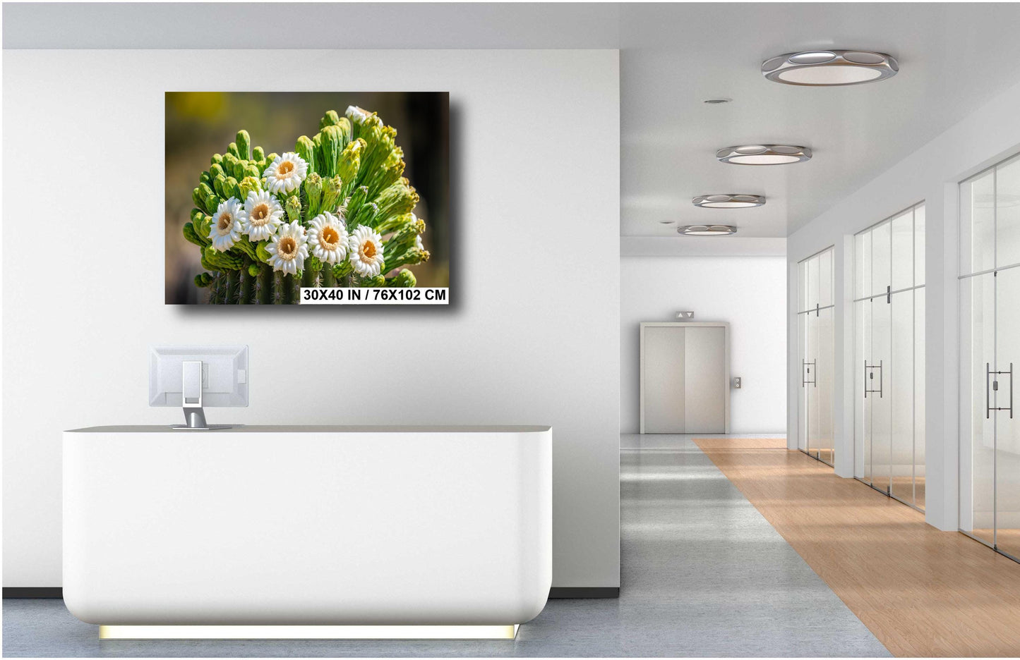 Blooming Arizona Saguaro Cactus Flowers of Spring Wall Art Print Aluminum/Acrylic/Metal/Canvas Tucson Arizona Nature Nature Photography