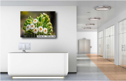 Blooming Arizona Saguaro Cactus Flowers of Spring Wall Art Print Aluminum/Acrylic/Metal/Canvas Tucson Arizona Nature Nature Photography