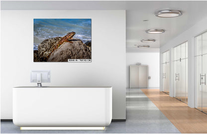 Key West Iguana on Coastal Rocks Fine Art Photography Print, Florida Wildlife Photo, Ocean Shore Nature Decor Reptile Wall Art Metal Canvas