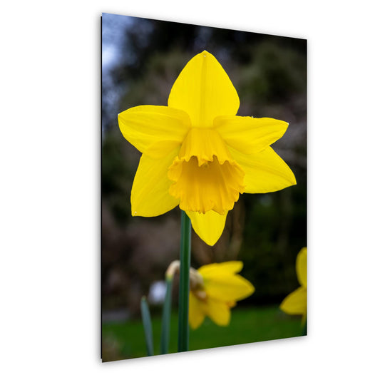 Seattle Washington Yellow Daffodil Spring Flower Bloom Wall Art Photography Print, Photo Botanical Nature Decor Aluminum/Metal/Canvas
