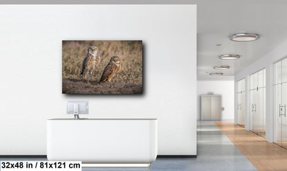 Burrowing Owls Pair Badlands National Park South Dakota Wildlife Photo Print, Nature Wall Art Decor Bird Wildlife Photography Metal Canvas