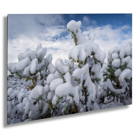 Snow Smothered Cactus Close-Up: Saguaro National Park Tucson Arizona Print Wall Art Photography Aluminum/Acrylic/Metal/Canvas