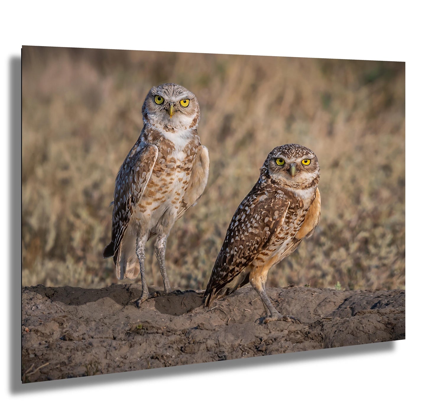 Burrowing Owls Pair Badlands National Park South Dakota Wildlife Photo Print, Nature Wall Art Decor Bird Wildlife Photography Metal Canvas