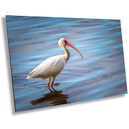 The Happy Ibis: American White Ibis Bird in Bradenton Florida Print Wall Art Bird Seascape Photography Aluminum/Acrylic/Metal/Canvas