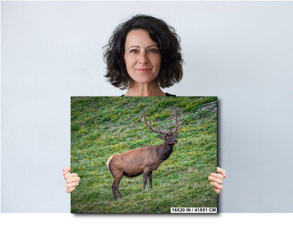 Bull Elk in Alpine Wildflowers Rocky Mountain National Park Colorado Photo Print, Wildlife Nature Wall Art Home Decor Aluminum/Metal/Canvas