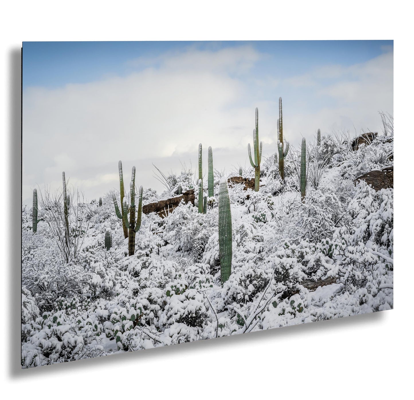 Prickly Pear Cacti in the Cold: Snowfall at Saguaro National Park Print Wall Art Tucson Winter Snow Desert Aluminum/Acrylic/Metal/Canvas