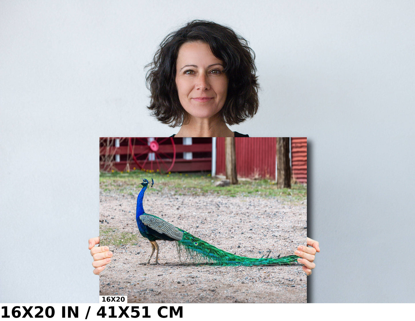 Peacock Perfection: Male Peacock Tail Feather Details Wall Art Metal Acrylic Print Bird Landscape Photography