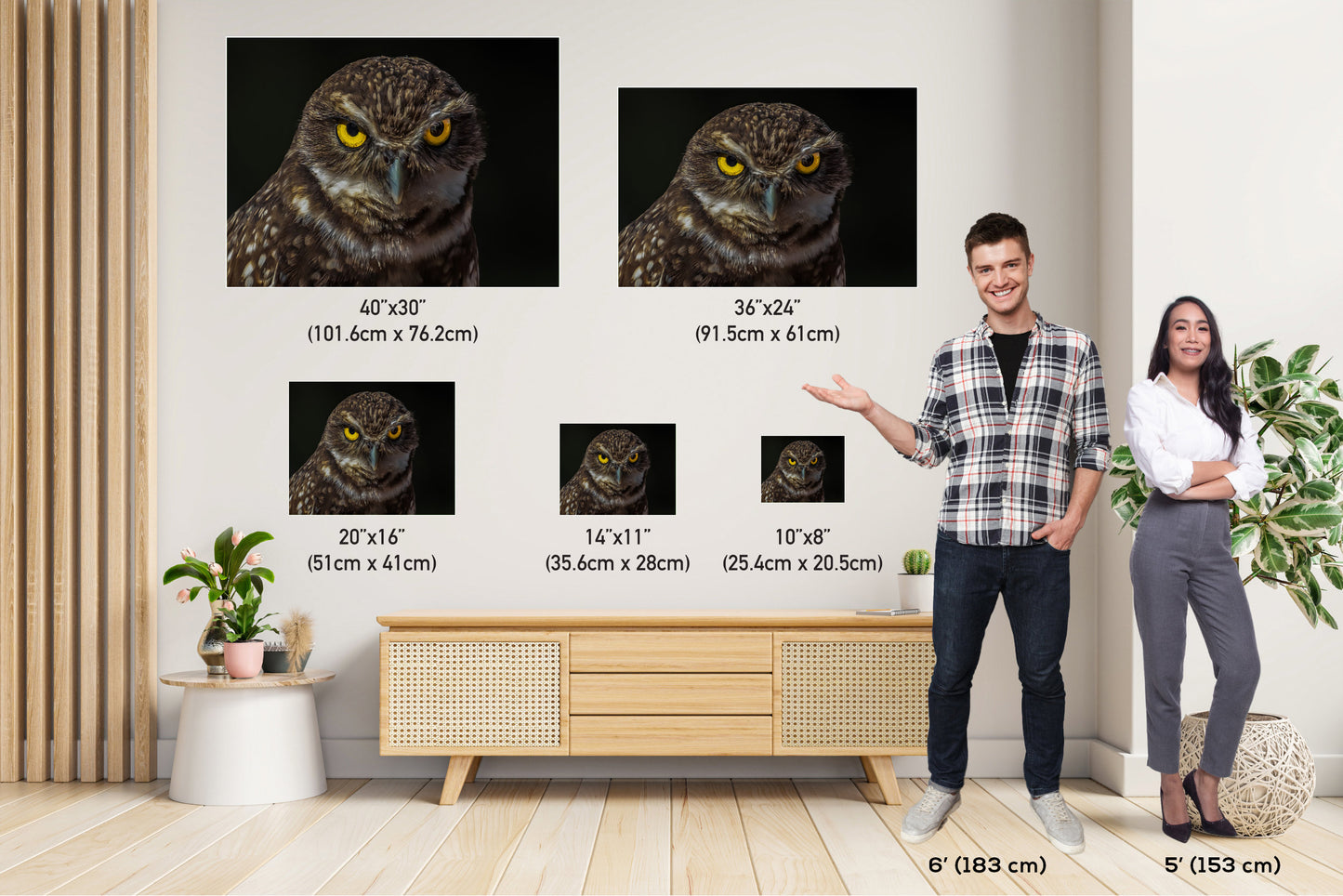 Owl Be Hiding: The Captivating Stare of a Burrowing Owl Metal Aluminum Print Bird Wall Art Photography