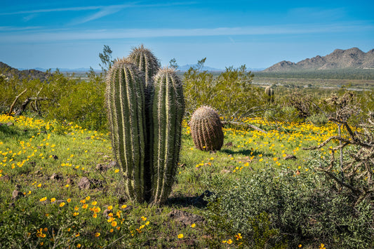 Triple Crown: Saguaro Cactus Heads in Perfect Harmony Wall Art Picacho Peak State Park Metal Canvas Print