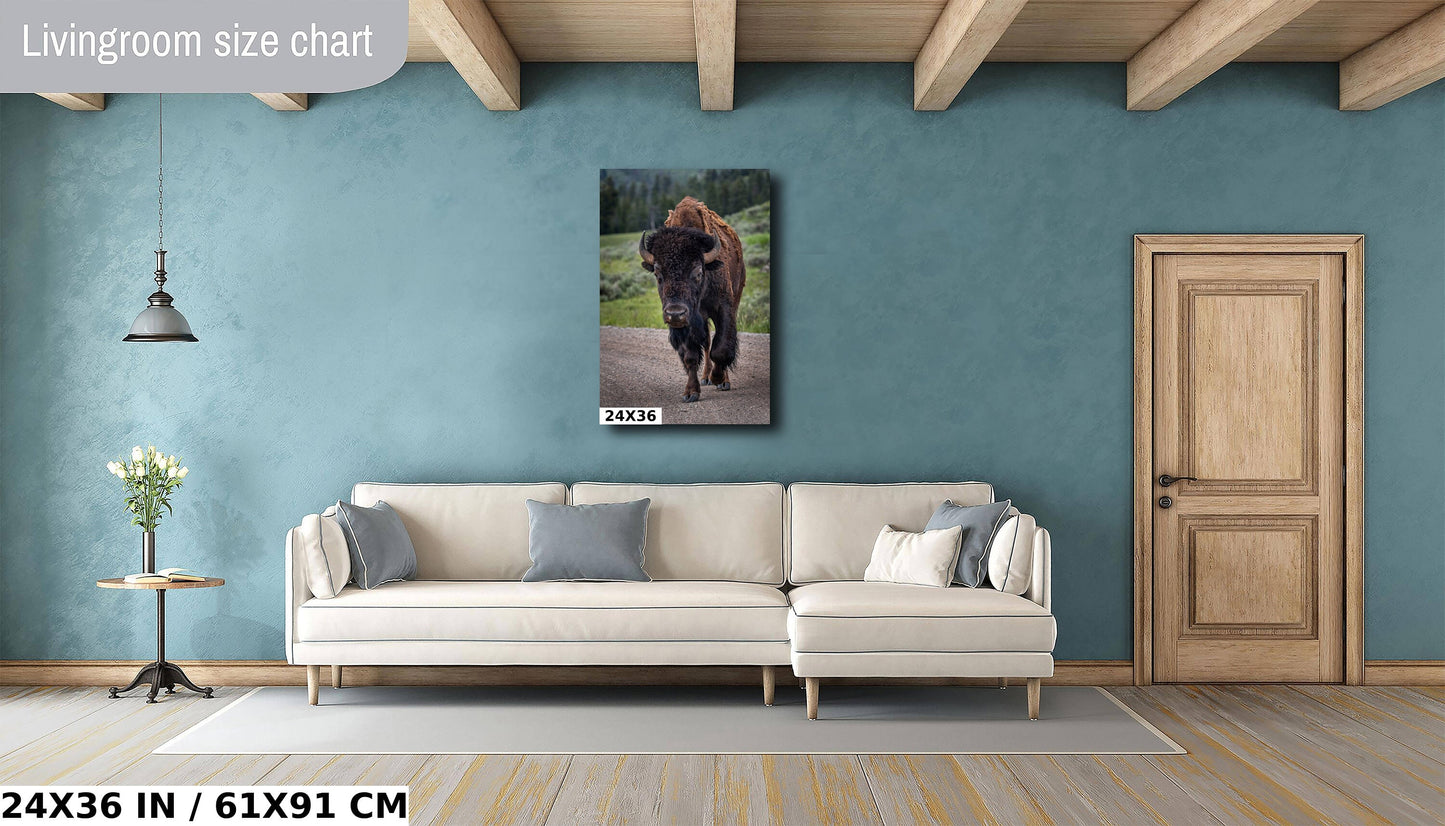 Yellowstone Bison: Bison in Yellowstone National Park Wall Art Wildlife Metal Canvas Print Animal Photography