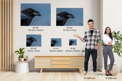 Raven Radiance: Half-Body Shots of Common Raven Wall Art Bird Photography Metal Canvas Print