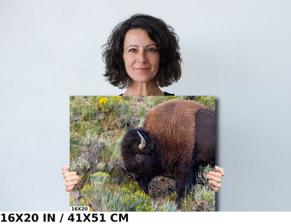 Bison Side Eye Glance: Yellowstone American Buffalo Side Angle Photography Wall Art Metal Aluminum Print Wyoming Wildlife