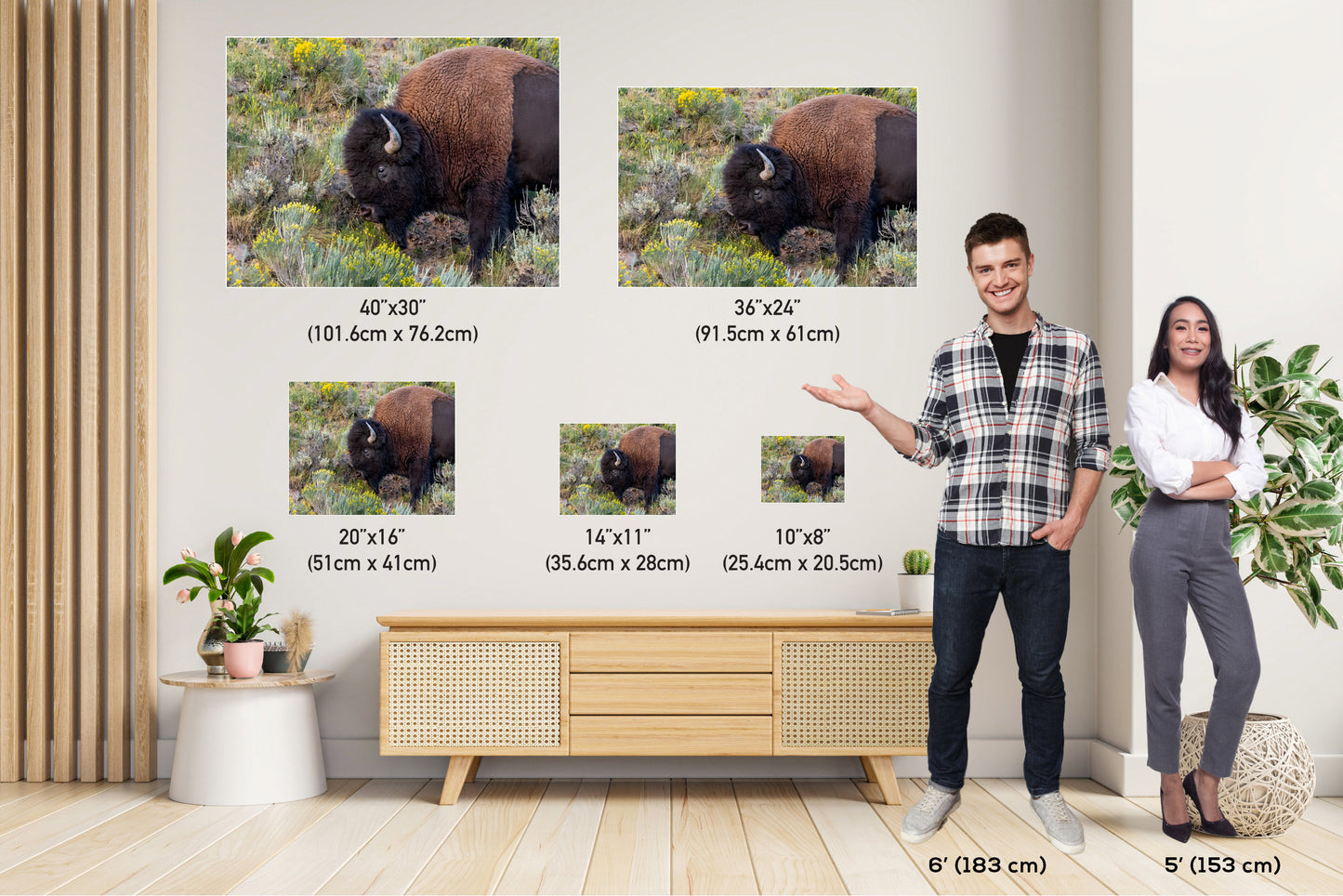 Bison Side Eye Glance: Yellowstone American Buffalo Side Angle Photography Wall Art Metal Aluminum Print Wyoming Wildlife