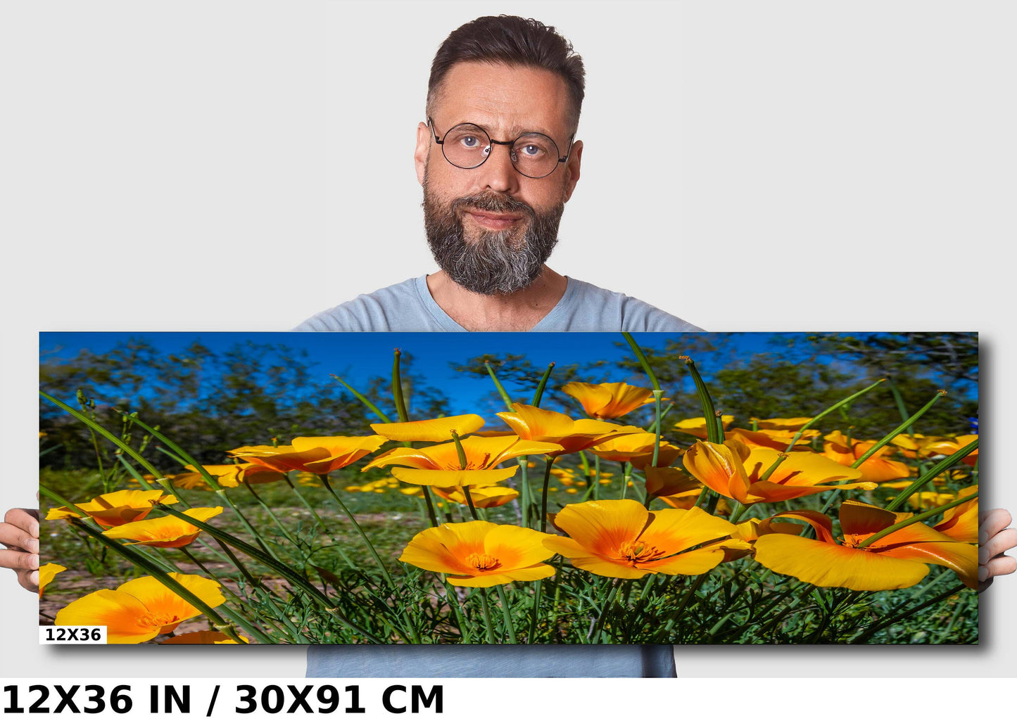 Golden Blooms: Mexican Gold Poppy Radiance in Organ Pipe National Monument Super Bloom Wall Art Metal Canvas Print
