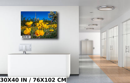 Golden Glory: Mexican Gold Poppies in Organ Pipe National Monument Super Bloom Metal Acrylic Print Wild Flower Wall Art Photography