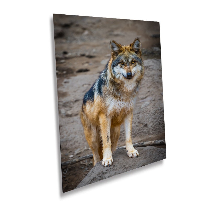 You Look Delicious: A Mexican Wolf’s Piercing Stare Wall Art Metal Acrylic Print Wildlife Portrait Animal Photography