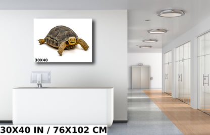 Hard Shell Finish: The Desert Tortoise Wall Art Metal Canvas Print Turtle Photography