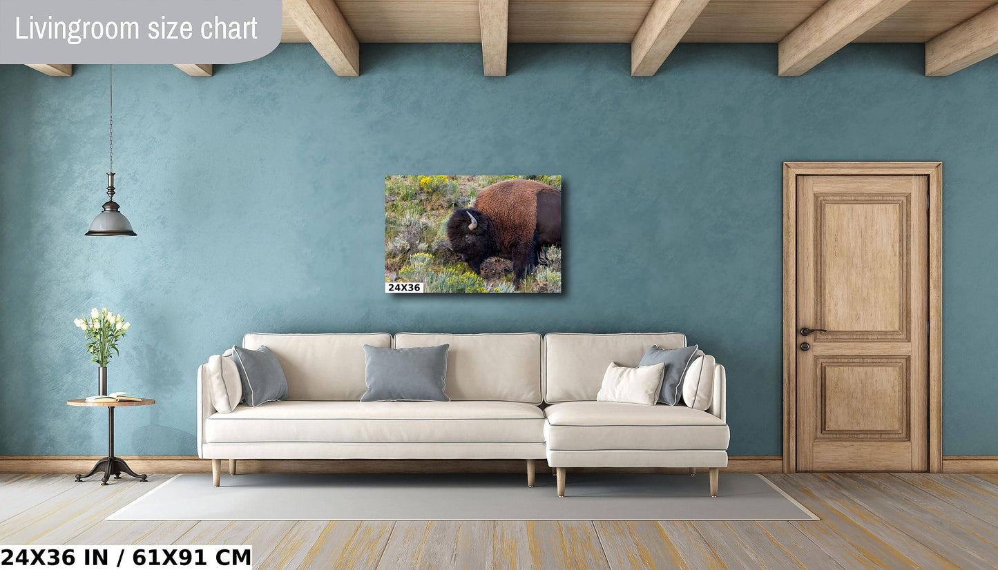 Bison Side Eye Glance: Yellowstone American Buffalo Side Angle Photography Wall Art Metal Aluminum Print Wyoming Wildlife