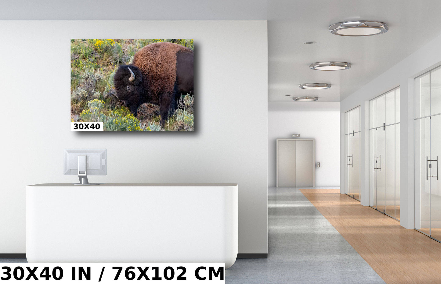 Bison Side Eye Glance: Yellowstone American Buffalo Side Angle Photography Wall Art Metal Aluminum Print Wyoming Wildlife