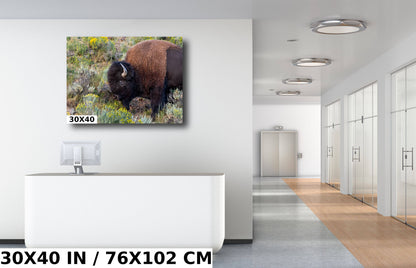 Bison Side Eye Glance: Yellowstone American Buffalo Side Angle Photography Wall Art Metal Aluminum Print Wyoming Wildlife