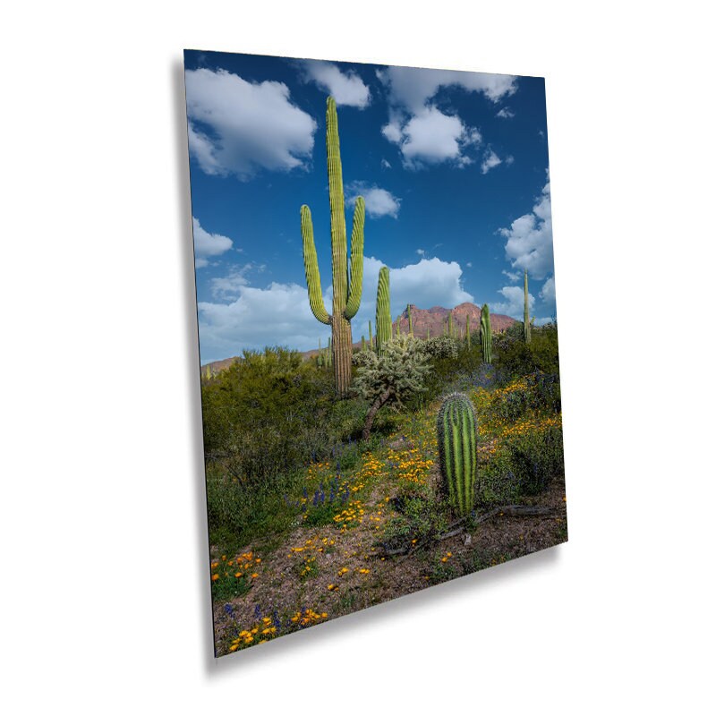 Reach for the Sky: Saguaro Cacti and Wildflowers in Organ Pipe Cactus National Monument Wall Art Metal Canvas Print Arizona Desert Portrait