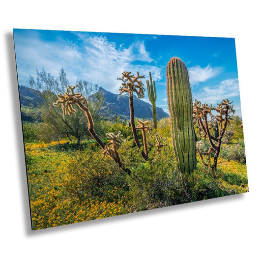 Picacho Peak Cactus Party: Vibrant Cactus Varieties Surrounded by Wildflower in Picacho Peak Arizona State Park Wall Art Metal Acrylic Print