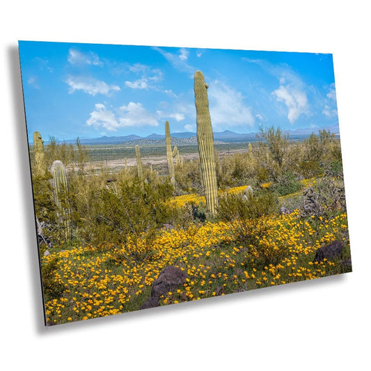 Golden Blooms in the Desert: Mexican Gold Poppies and Saguaro Cactus in Picacho Peak State Park Arizona Wall Art Acrylic Print