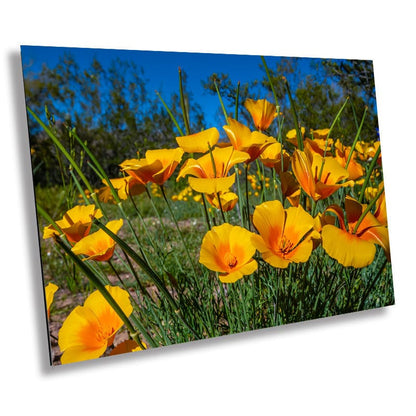Golden Blooms: Mexican Gold Poppy Radiance in Organ Pipe National Monument Super Bloom Wall Art Metal Canvas Print