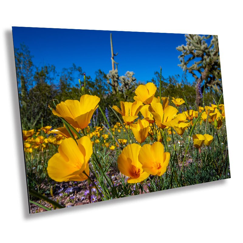 Golden Glory: Mexican Gold Poppies in Organ Pipe National Monument Super Bloom Metal Acrylic Print Wild Flower Wall Art Photography