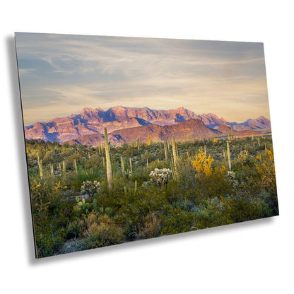Peak and Prickly: Ajo Mountain and Cacti in Organ Pipe Cactus National Monument Arizona Before Sunset Wall Art Metal Canvas Print