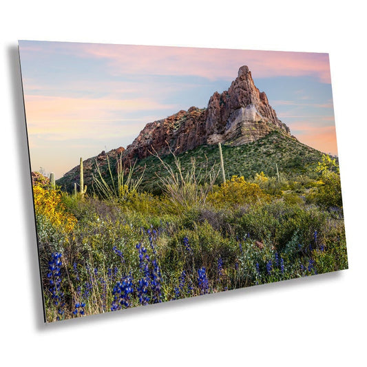 Spring has Sprung in Organ Pipe: High Big Rocks and Wildflowers Organ Pipe Cactus National Monument Metal Canvas Print Wall Art Arizona