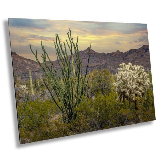 Cactus Cousins: Ocotillo and Jumping Cholla in Organ Pipe Cactus National Monument Metal Acrylic Print Arizona Landscape Wall Art