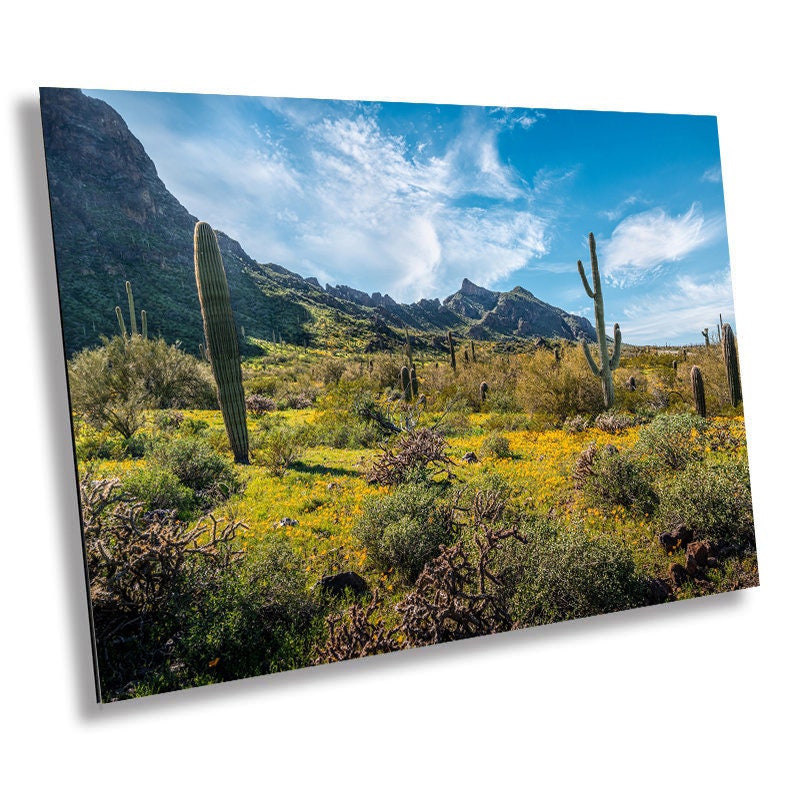 Pretty Picacho Peak: Saguaro Cacti and Wildflowers Amidst Picacho Peak Arizona State Park Wall Art Metal Acrylic Print