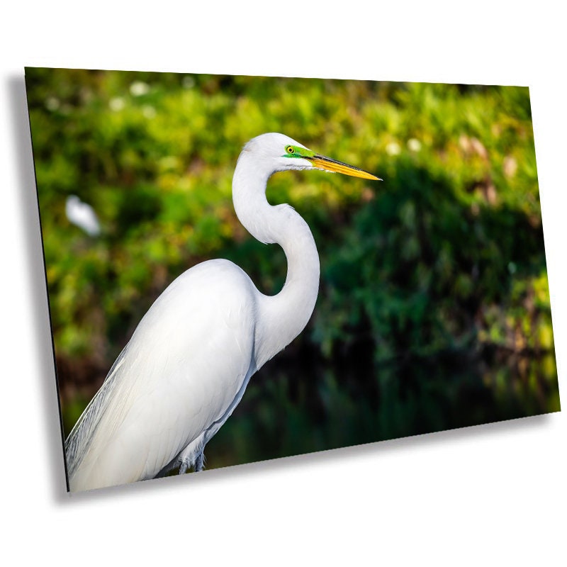 Egret Elegance: Side View of the Majestic White Great Egret Bird Photography Wall Art Metal Canvas Print