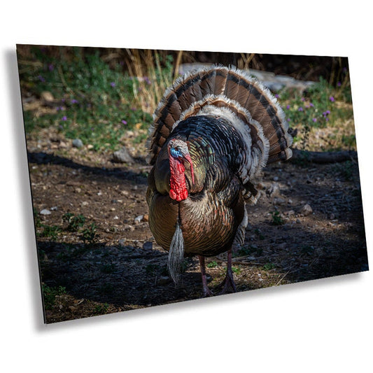 The Dandy Gobbler: Capturing the Splendor of Turkey Plumage Wall Art Metal Canvas Print Bronze Turkey Photography