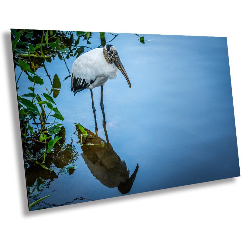 Chillin’: Wood Stork Bird Captured in Water's Reflection Wall Art Metal Aluminum Print Bird Photograph